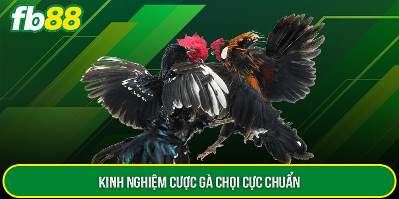 Kinh nghiệm cược gà chọi cực chuẩn